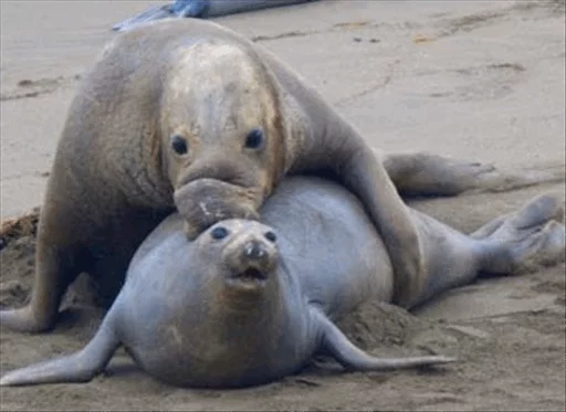 Sticker Elephant seal @ElOlive @Wapster - 5