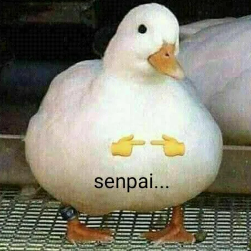 bird animal aquatic bird