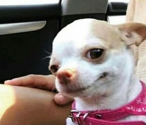 pet dog breed chihuahua