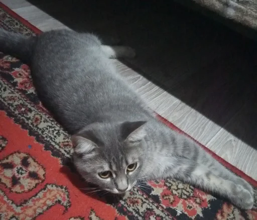 small to medium-sized cats felidae indoor