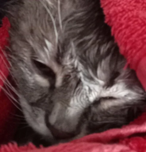 animal mammal small to medium-sized cats