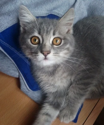 cat animal small to medium-sized cats