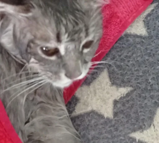 cat animal small to medium-sized cats