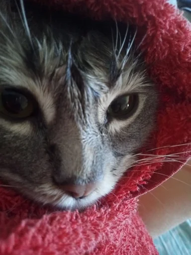 small to medium-sized cats felidae cat