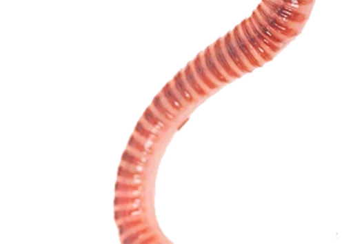 беспозвоночный животное червь