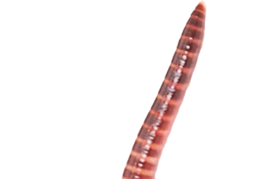 беспозвоночный животное червь