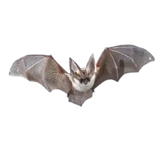 Стикер EnErebosPhos 🦇 @witchitgood - 4