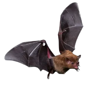 Стикер EnErebosPhos 🦇 @witchitgood - 7