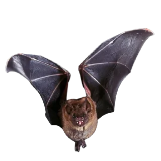 Стикер EnErebosPhos 🦇 @witchitgood - 2