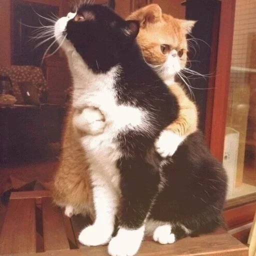 животное кошки малого и среднего размера млекопитающее