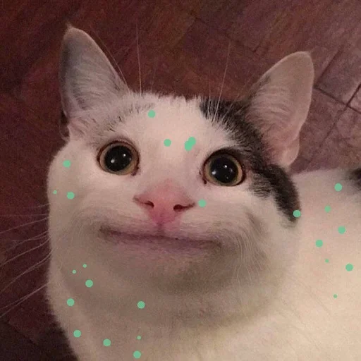 животное млекопитающее кошка