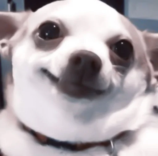 собака порода собак домашнее животное