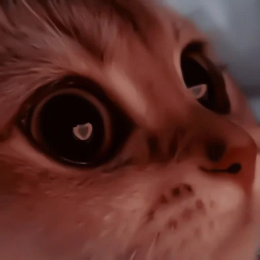 closeup cat eyes