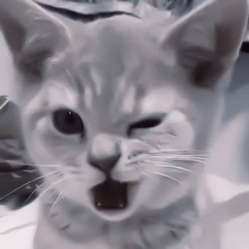 млекопитающее животное кошка