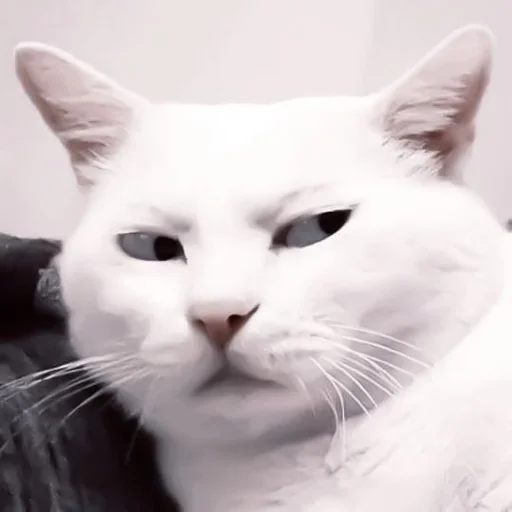 млекопитающее животное кошка