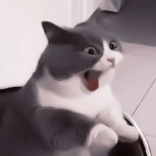 кошки малого и среднего размера комнатный кошка