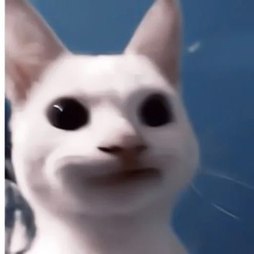 кошки малого и среднего размера усы кошка