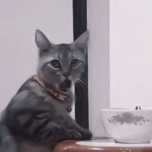 кошки малого и среднего размера кошачьи кошка