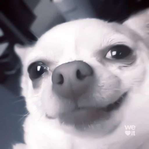 животное млекопитающее собака