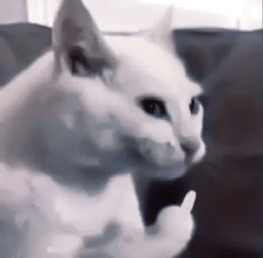 животное млекопитающее кошка