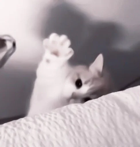 комнатный кровать кошки малого и среднего размера