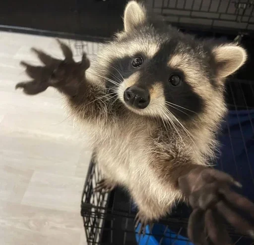 animal mammal raccoon