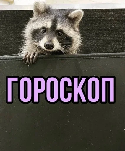 animal mammal raccoon