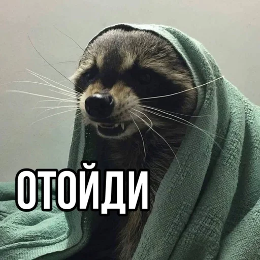 млекопитающее животное рыло