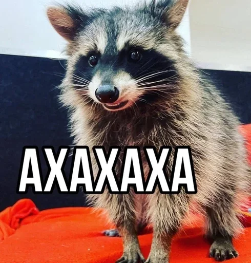 animal mammal raccoon