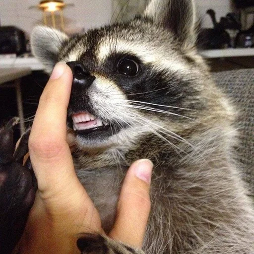 енот животное млекопитающее