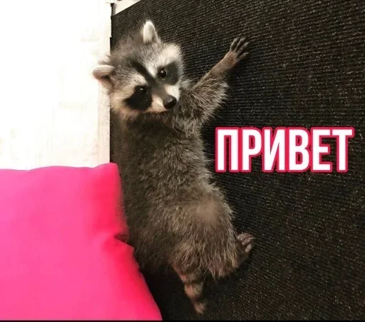 animal raccoon mammal