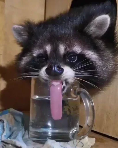 animal raccoon mammal