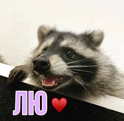 animal mammal raccoon