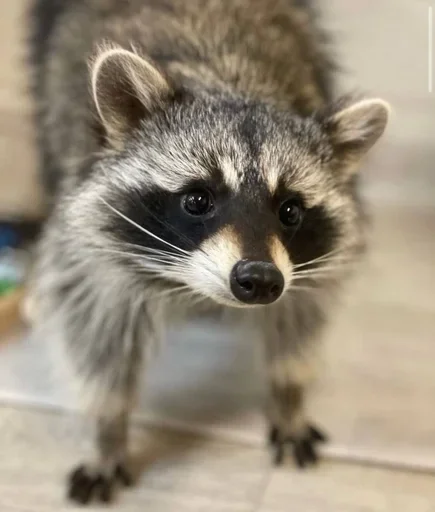 animal mammal raccoon