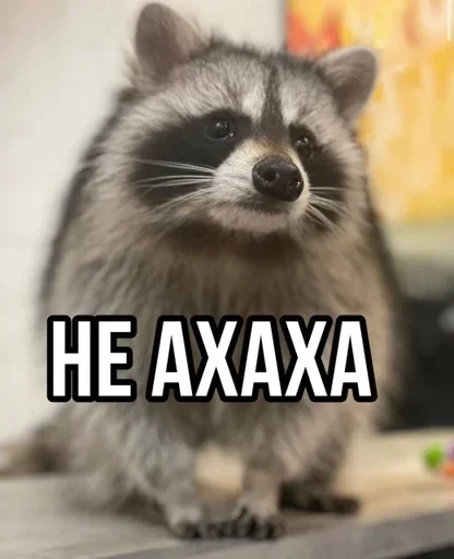 животное млекопитающее енот