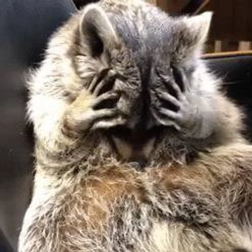 животное млекопитающее мех