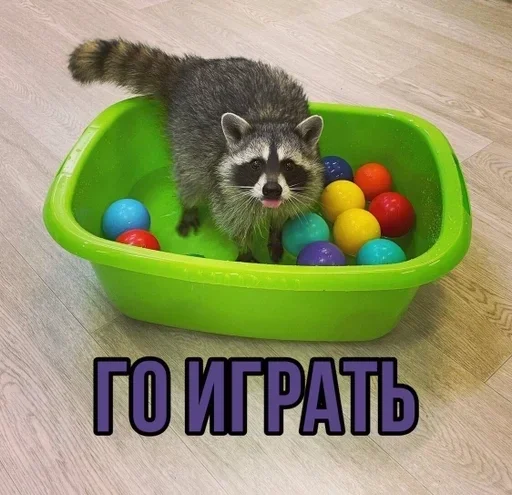 енот procyonidae процион