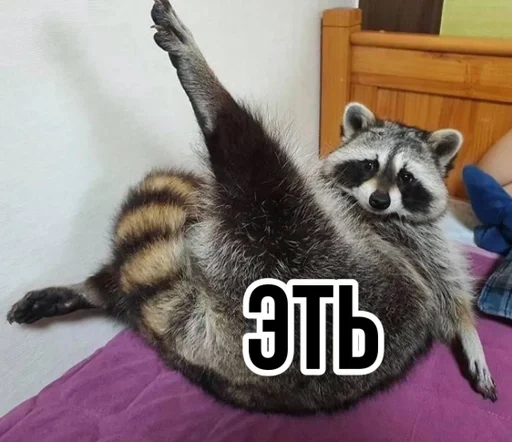 животное млекопитающее енот