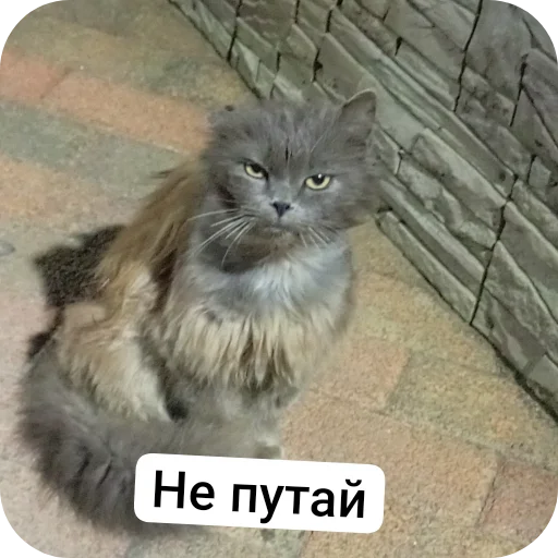 Стикер EnotOboltys - 1