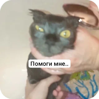 Sticker Enot Oboltys - 3