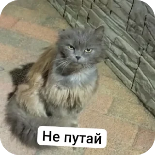 Sticker Enot Oboltys - 2