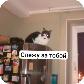 Sticker Enot Oboltys - 1