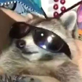 Sticker Енотики @BredRa - 5