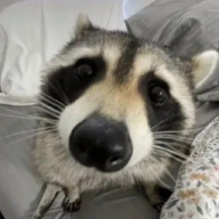 Sticker Енотики @BredRa - 8