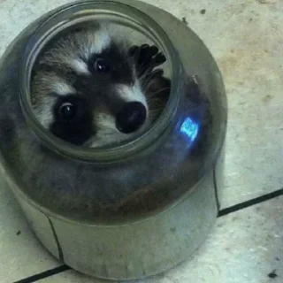 Sticker Енотики @BredRa - 11