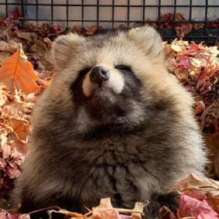 Sticker Енотики @BredRa - 0