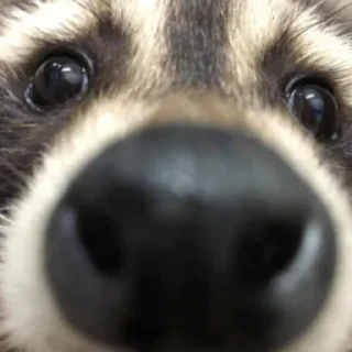 Sticker Енотики @BredRa - 4