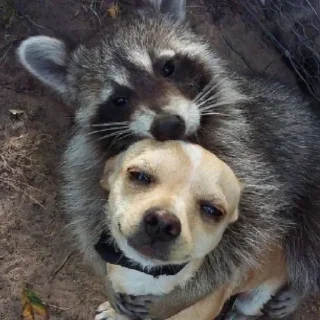 Sticker Енотики @BredRa - 3