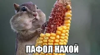 animal rodent mammal