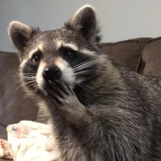 Sticker Еноты - 6